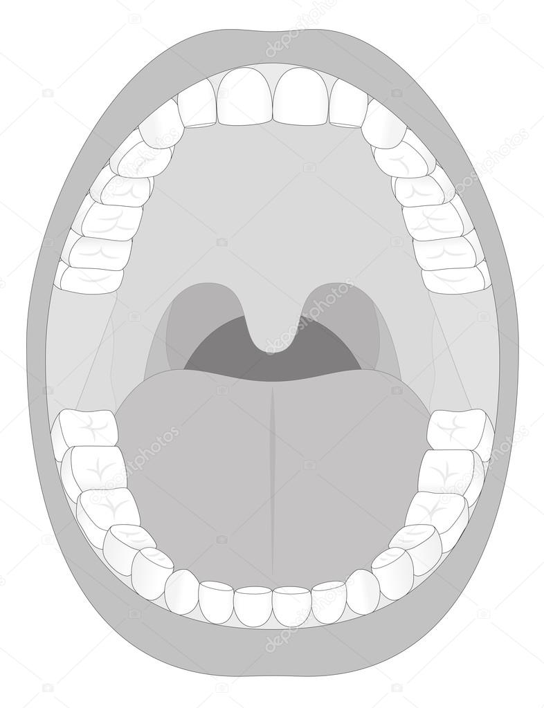 Mouth Teeth Jaw Outline