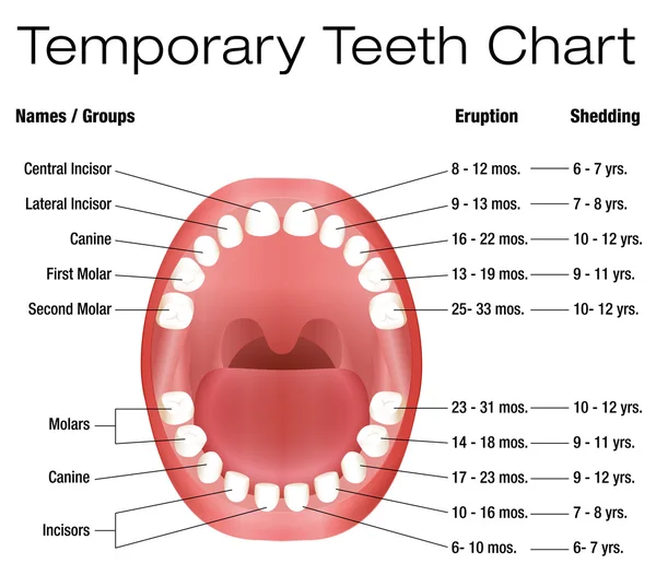 Προσωρινές δόντια πρωτογενή μωρό έκρηξη απόπτωση γράφημα — Διανυσματικό Αρχείο