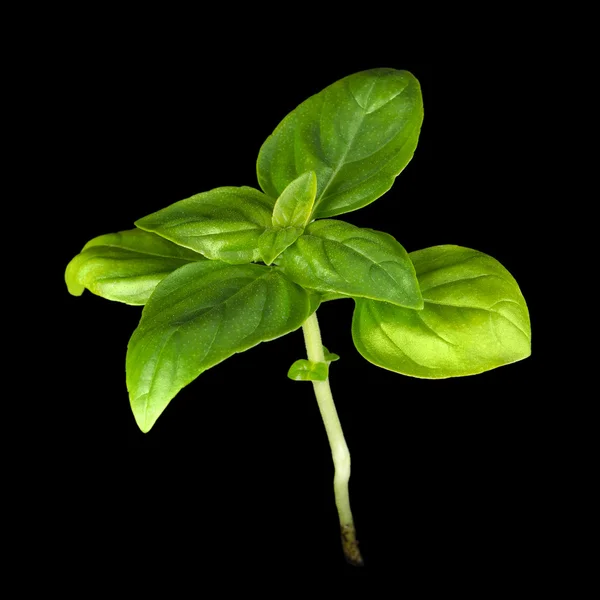 Jeune plante de basilic doux — Photo