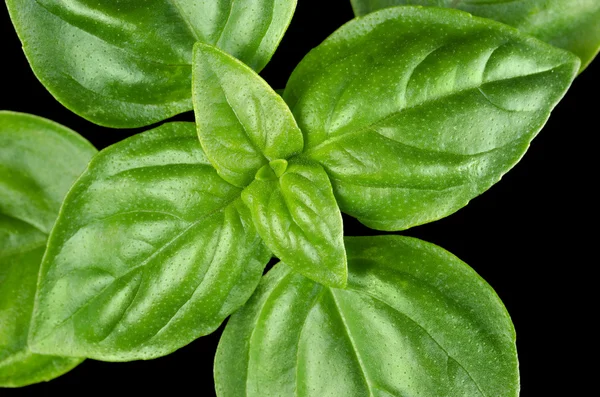 Young Sweet Basil Leaves Closeup — Stock Photo, Image