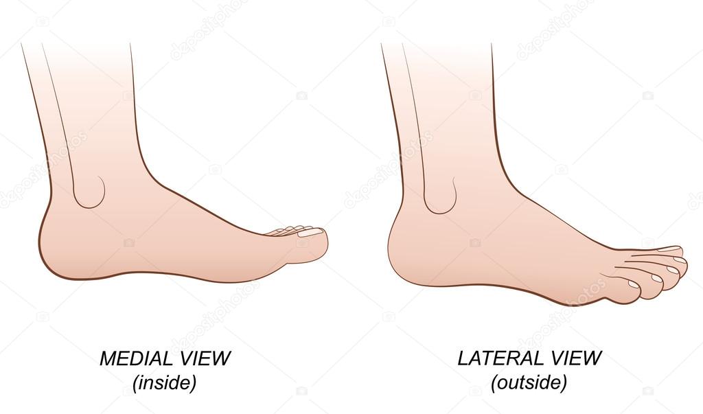 Foot Lateral Medial View Inside Outside Profile — Stock Vector © Furian