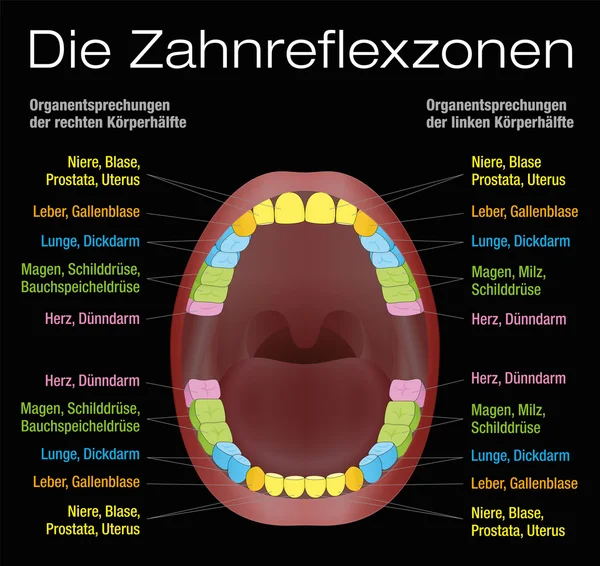 Zähne reflexzonenbildende Organe deutsch — Stockvektor