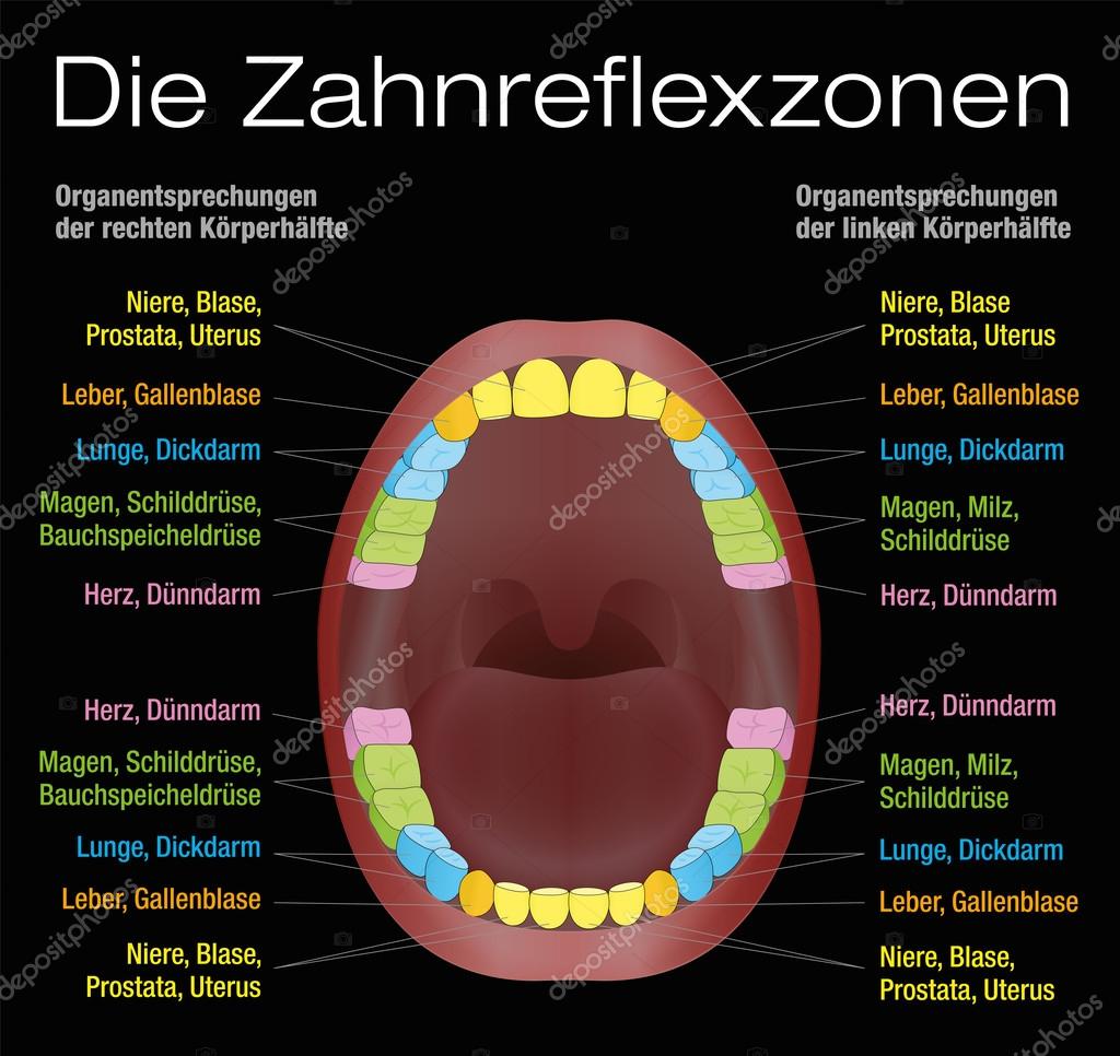 Tooth Chart Corresponding Organs