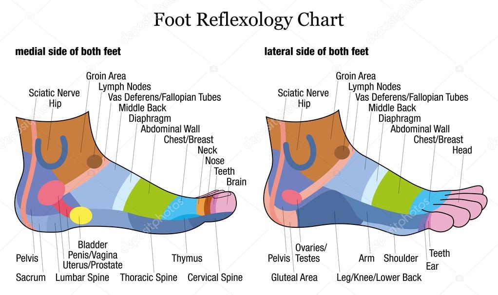 Ankle Reflexology Chart