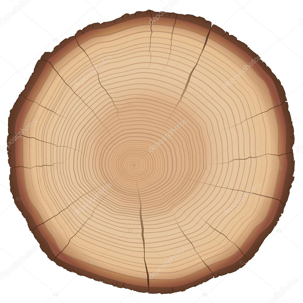 Annual Rings Tree Trunk Cross Section