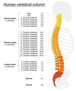 Vertebral Column Names Spine clipart
