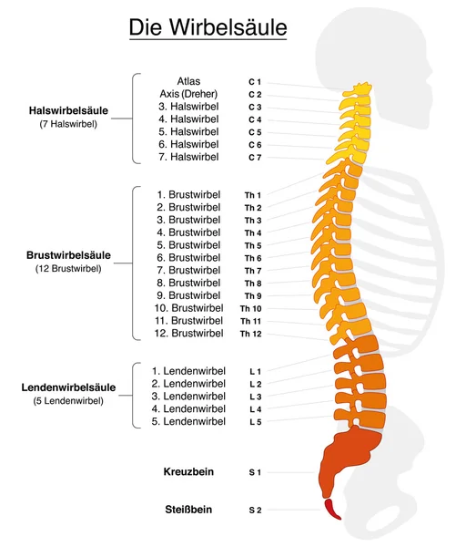 Spine German Labeling — 图库矢量图片