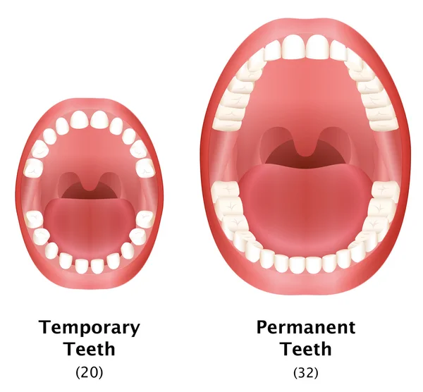 Dauerhafte provisorische Zähne Erwachsenes Kind vergleichen — Stockvektor
