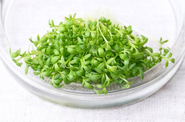 Taze bahçe teresi, lahanalar ve keten kaplı cam bir kasede mikro yeşiller. Ayrıca Cress, pepperwort veya biber otu da denir. Yeşil fidanlar ve garnitür olarak kullanılan genç Lepidium sativum bitkileri. Fotoğraf.