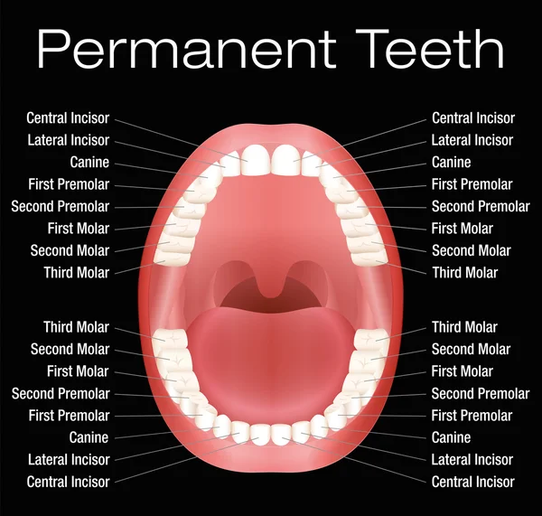 Nombres de dientes adultos — Archivo Imágenes Vectoriales