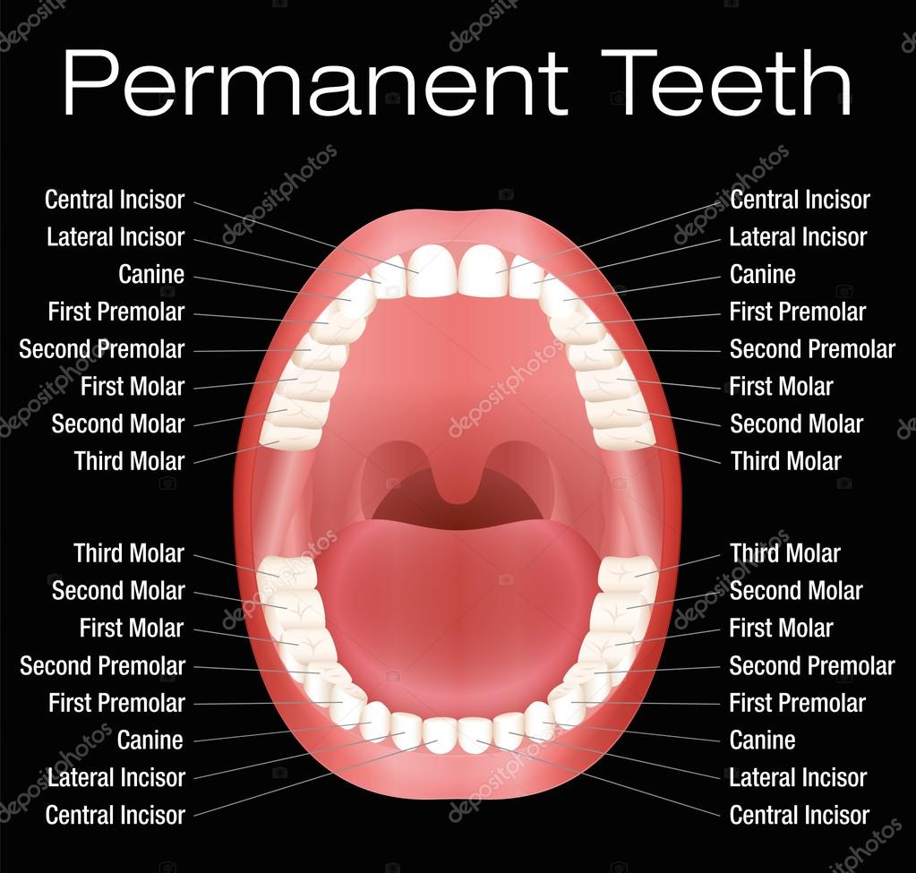 Про зубы на английском. Teeth names. Tooth на английском. Teeth diagram.