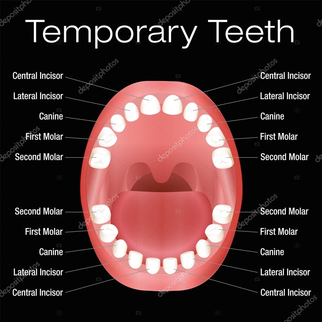 names of teeth and what they do names of teeth and what they do