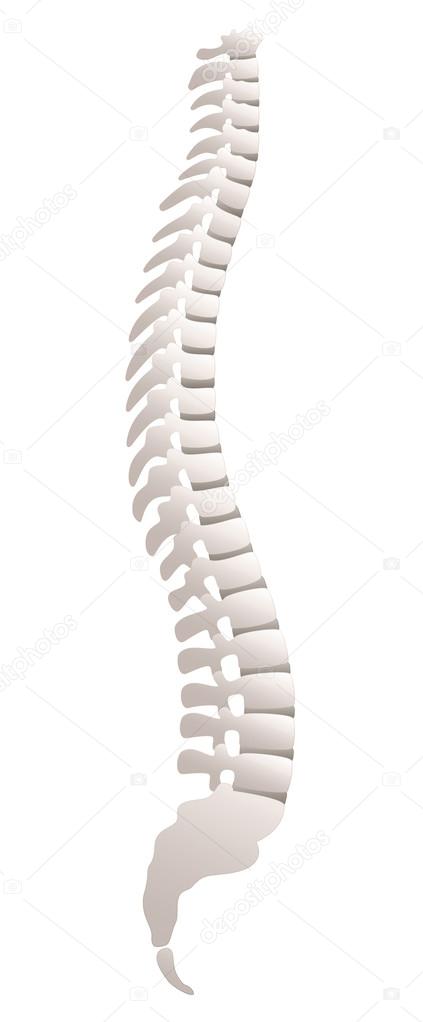 Backbone Lateral View