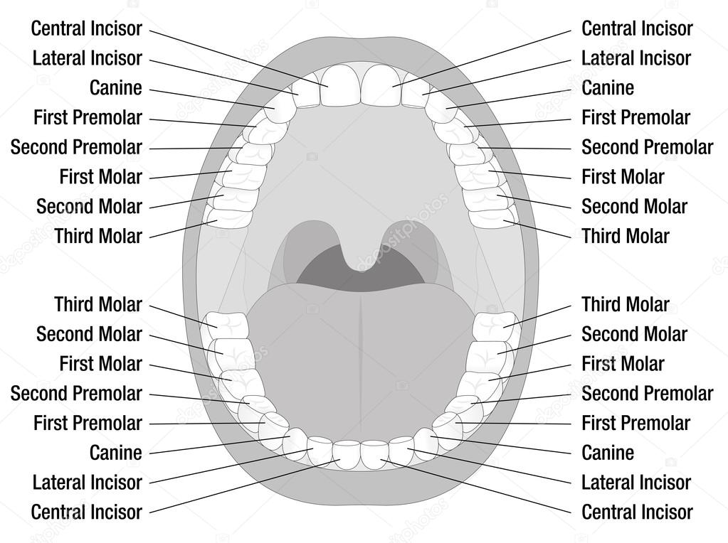 Teeth Names Open Mouth