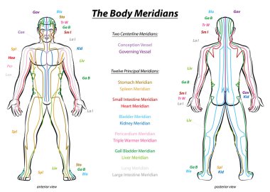 Meridian System Description Chart Male Body clipart
