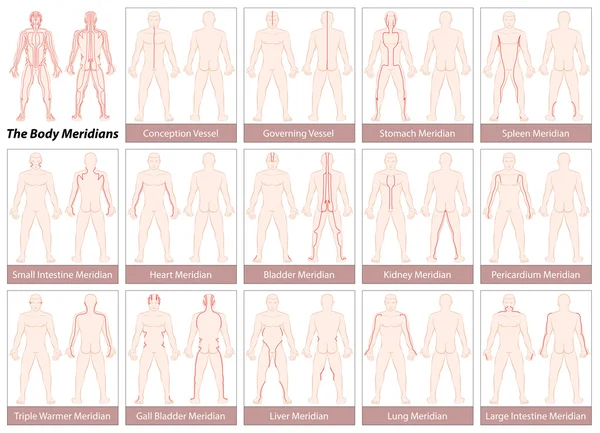 Body Meridians Chart — Stock Vector