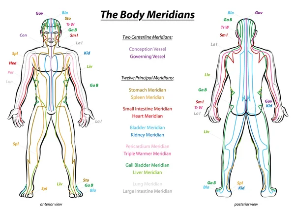 Meridian systeem beschrijving grafiek mannelijk lichaam — Stockvector