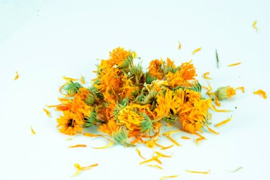 Beyaz arka planda Calendula officinalis