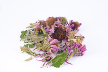 Kurutulmuş echinacea purpurea beyaz arka planda