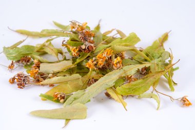 Beyaz arka planda Tilia platyphyllos