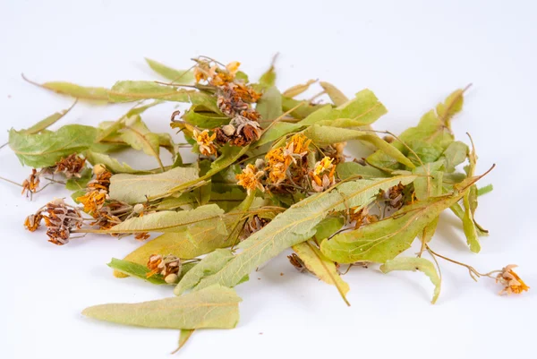 Tilia platyphyllos su sfondo bianco — Foto Stock