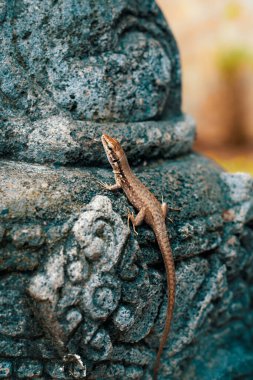 Podarcis Muralis 'in Macro fotoğrafı, aynı zamanda Avrupa Duvarı kertenkelesi olarak da bilinir. Genel duvar kertenkelesi şehir ortamları da dahil olmak üzere kayalık ortamları tercih eder.