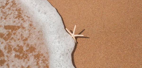 Schöne Weiße Seesterne Die Auf Sand Stehen Und Sich Mit — Stockfoto