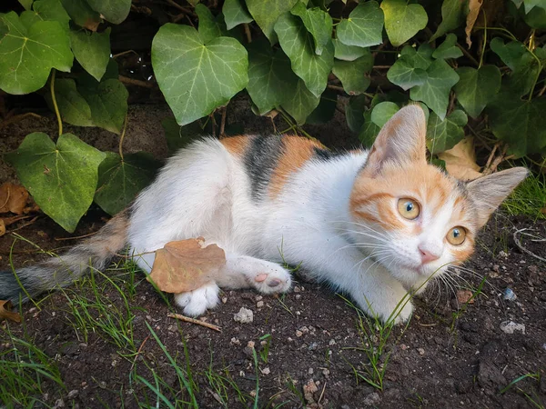 Beau Bébé Chat Couché Sur Sol Jouant Dans Jardin Chaton — Photo