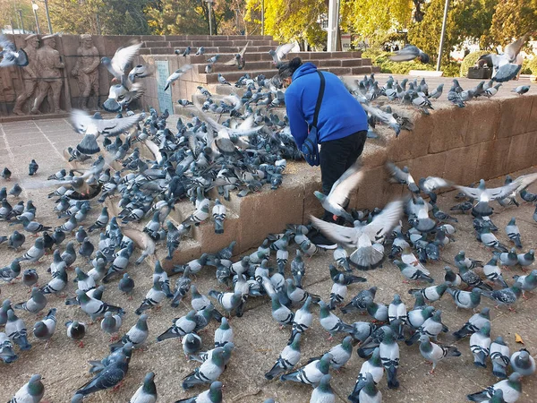 터키의 앙카라 2020 앙카라의 파크에서 아침에 비둘기 떼에게 먹이를 의중심 — 스톡 사진