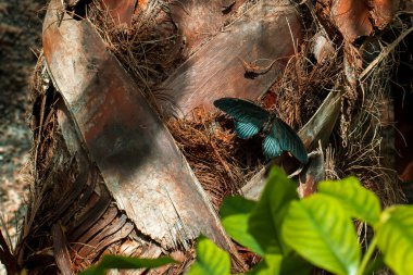 Papilio memnon (124) adlı güzel renkli tropikal kelebek; Konya tropik kelebek bahçesinde palmiye ağacının gövdesinde duran büyük Mormon..