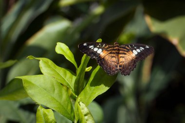 Parthenos Sylvia (Parthenos) adlı güzel kahverengi kelebek; Nymphalidae ailesinden kırpıcı Konya tropik kelebek bahçesinde yeşil yaprakların üzerinde duruyor..
