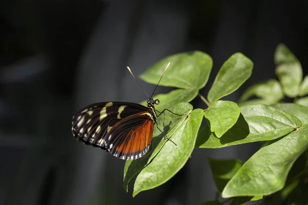 Красивая Красочная Тропическая Бабочка Кличке Геликониус Длиннокрылая Тигр Золотое Длиннокрыло — стоковое фото