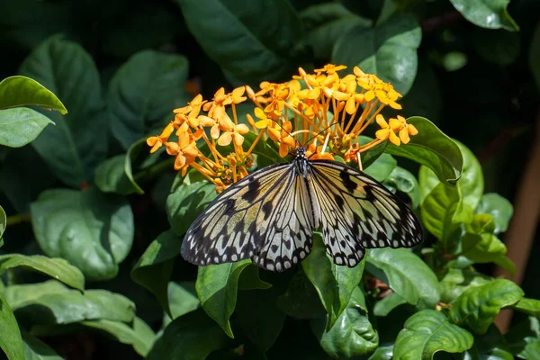 Hermosa Mariposa Tropical Colorida Llamada Ninfa Árbol Grandespapel Kite Jalá — Foto de Stock