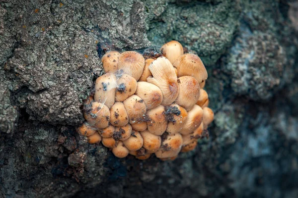 Фото Крупным Планом Kuehneromyces Mutabilis Mushroom Стволе Дерева Лесу — стоковое фото
