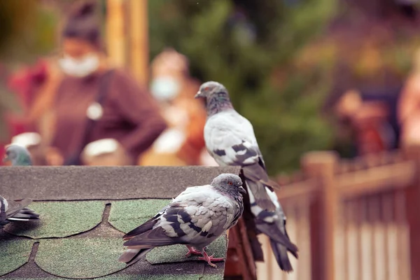 Piccioni Piedi Sul Tetto Del Soppalco Dei Piccioni Kugulu Park — Foto Stock