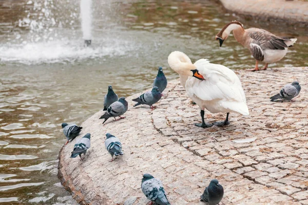 백조가 몸치장을 비둘기와 백조가 앙카라 공원에서 주위에서 — 스톡 사진