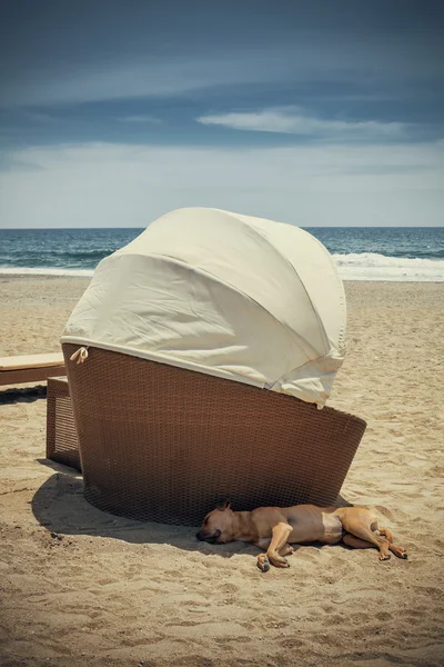 Perro durmiendo a la sombra —  Fotos de Stock