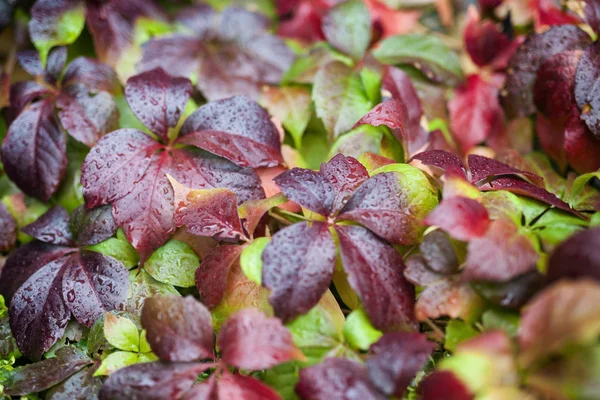 Farben des Herbstes — Stockfoto