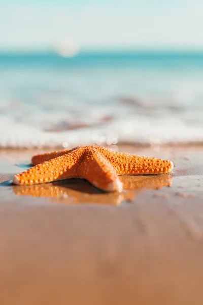 Große orangefarbene Seesterne an der Küste. Sommerkonzept mit Kopierraum — Stockfoto