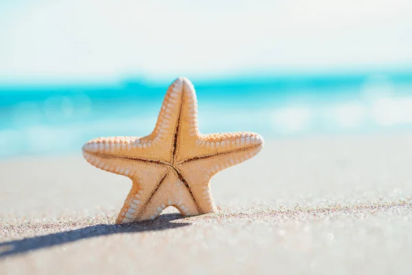 Grande estrela-do-mar laranja na costa. conceito de verão com espaço de cópia . — Fotografia de Stock