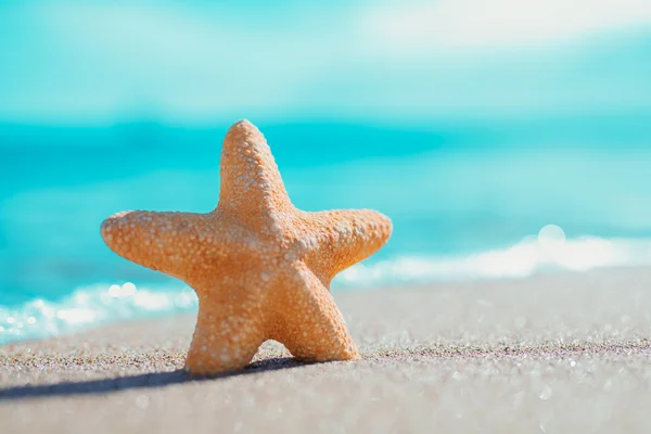 Big orange starfish on the seashore. summer concept with copy space. — Stock Photo, Image