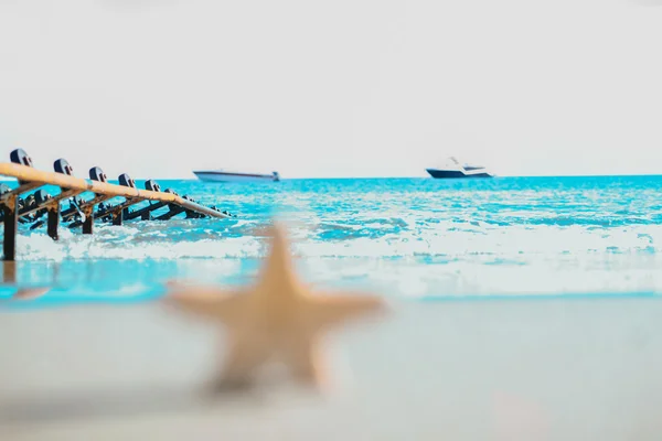 Zeester op de kust — Stockfoto