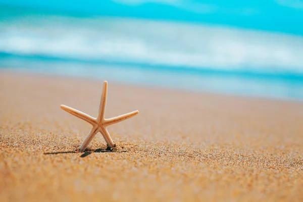 Pequeña estrella de mar en la orilla del mar. concepto de verano con espacio de copia . —  Fotos de Stock