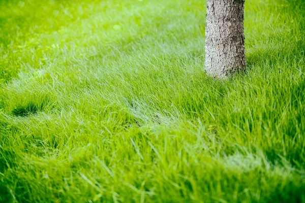 Tree trunk on grass in spring — Stock Photo, Image