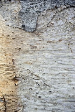 Bir pürüzsüz huş ağacı kabuğu parçası