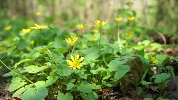 Primavera, — Vídeos de Stock