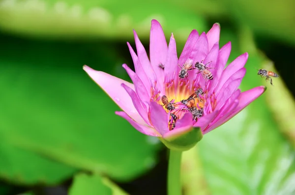 Lotus fleurs couleur fond nature rose — Photo