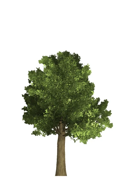 Дерево ілюстрація зеленої природи — стокове фото