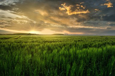 Fehmarn 'ın Manzarası