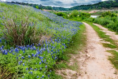 Eski toprak yol alanındaki Texas Bluebonnet kır çiçekleri